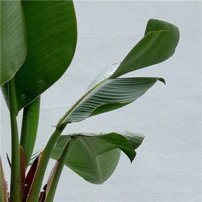 小罗代言米乐体育app